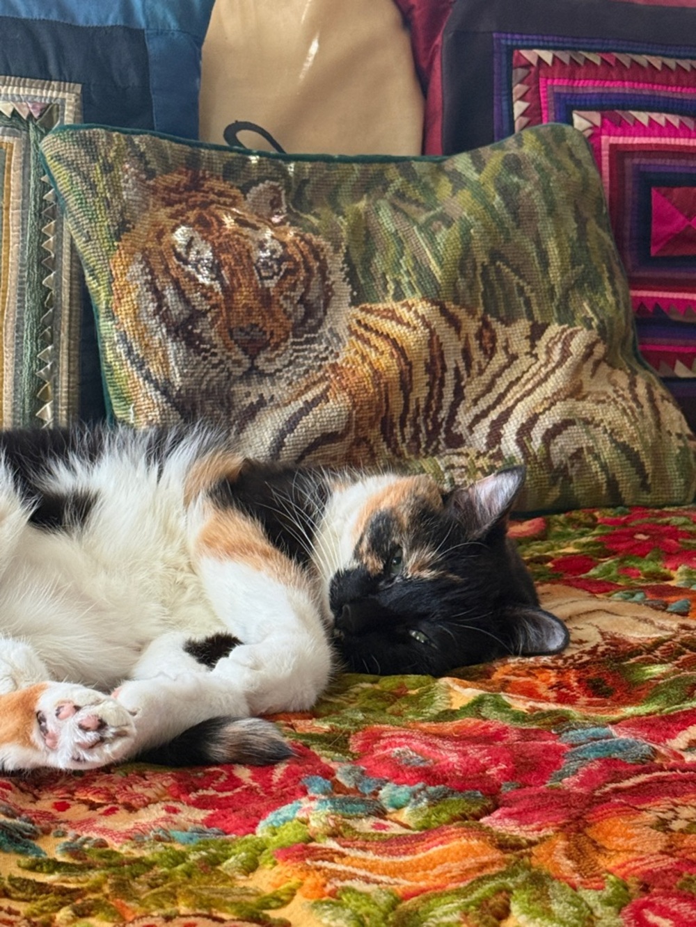 Incredibly cute calico cat napping with tiger pillow